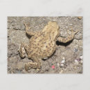 Search for crawl postcards Wildlife