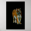 Search for panthera Amur