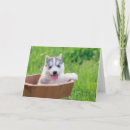 Search for siberian husky cards Alaskan malamute