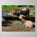 Search for barnyard animal posters Cute
