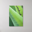 Search for habitat canvas prints Green