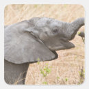 Search for herbivore stickers Feeding