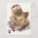 Search for river otters postcards Wildlife