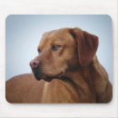 Search for gundog Labrador