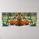 Search for pumpkins posters Farmhouse