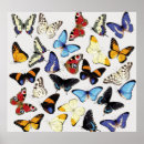 Search for blue morpho butterfly posters White