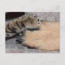 Search for dog friend postcards Forever