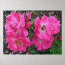 Search for enhanced posters Floral