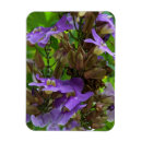 Search for ginger magnets Flowers