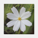 Search for macro magnets Flower
