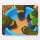 Search for bird feeding mousepads Animals