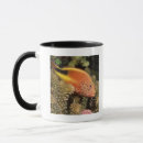 Search for freckled mugs Animal