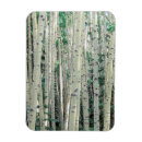 Search for aspen magnets Leaves