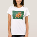 Search for day lily Lilies