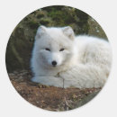 Search for white fox stickers Animal