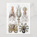 Search for squid postcards Sealife