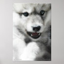 Search for wild wolf Wolves