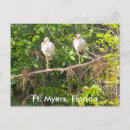 Search for ibis postcards Florida