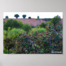 Search for fragrant flowers art Nature