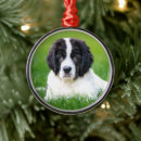 Search for newfoundland christmas tree decorations Puppy