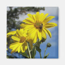 Search for cheery magnets Yellow