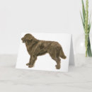 Search for newfoundland dog cards Pets