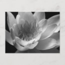 Search for white lily postcards Christian