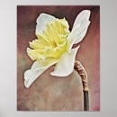 Search for daffodils art Garden