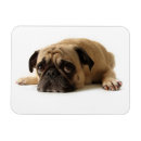 Search for sad rectangular magnets Cute