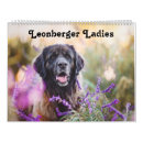 Search for leonberger Dogs