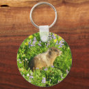 Search for marmot key rings Nature