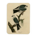 Search for kite magnets Bird