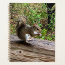 Search for squirrels office supplies Grey squirrel