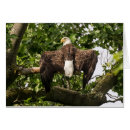 Search for spread cards Nature