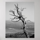 Search for junipers posters Juniper tree