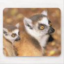 Search for lemur mousepads Madagascar