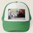 Search for endangered hats Animal