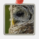 Search for barred owl christmas tree decorations Strix varia