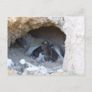 Search for stray postcards Rescue
