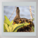 Search for ducklings posters Ducks