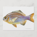 Search for cuts postcards Fish