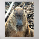 Search for rodent posters Animal