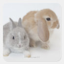 Search for dwarf stickers Togetherness