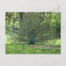 Search for peacock feathers postcards Colourful