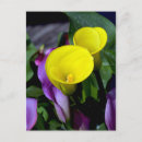 Search for callas postcards Flowers