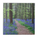 Search for beech home living Nature