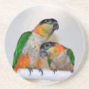 Search for caique home living Cute