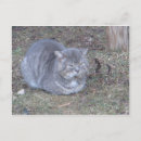 Search for grey cat postcards Animals