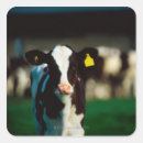 Search for calf stickers Animal