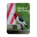 Search for watcher magnets Woodpecker